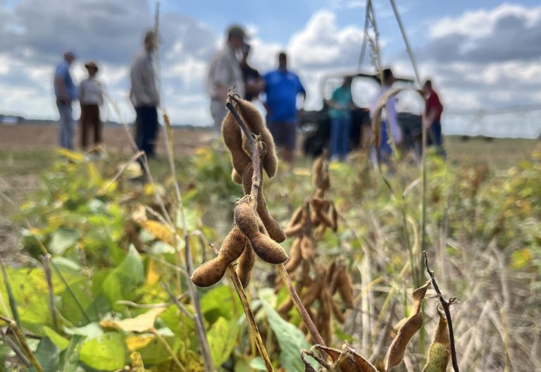 Organic soybeans growing in a no-till test plot on Oct. 7, 2025, during the No-Till & Organic Field Day. (U of A System Division of Agriculture photo by John Lovett)