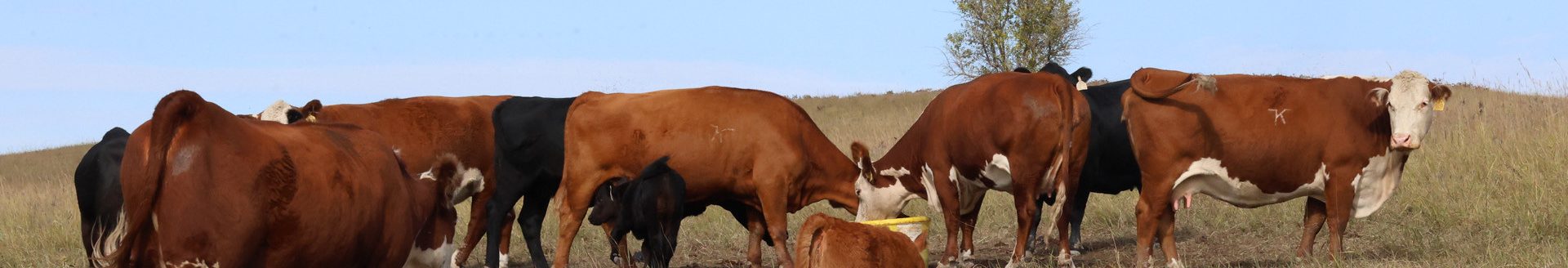 Hereford and Angus cattle owned by K-State Purebred Beef Unit. (K-State Research and Extension)