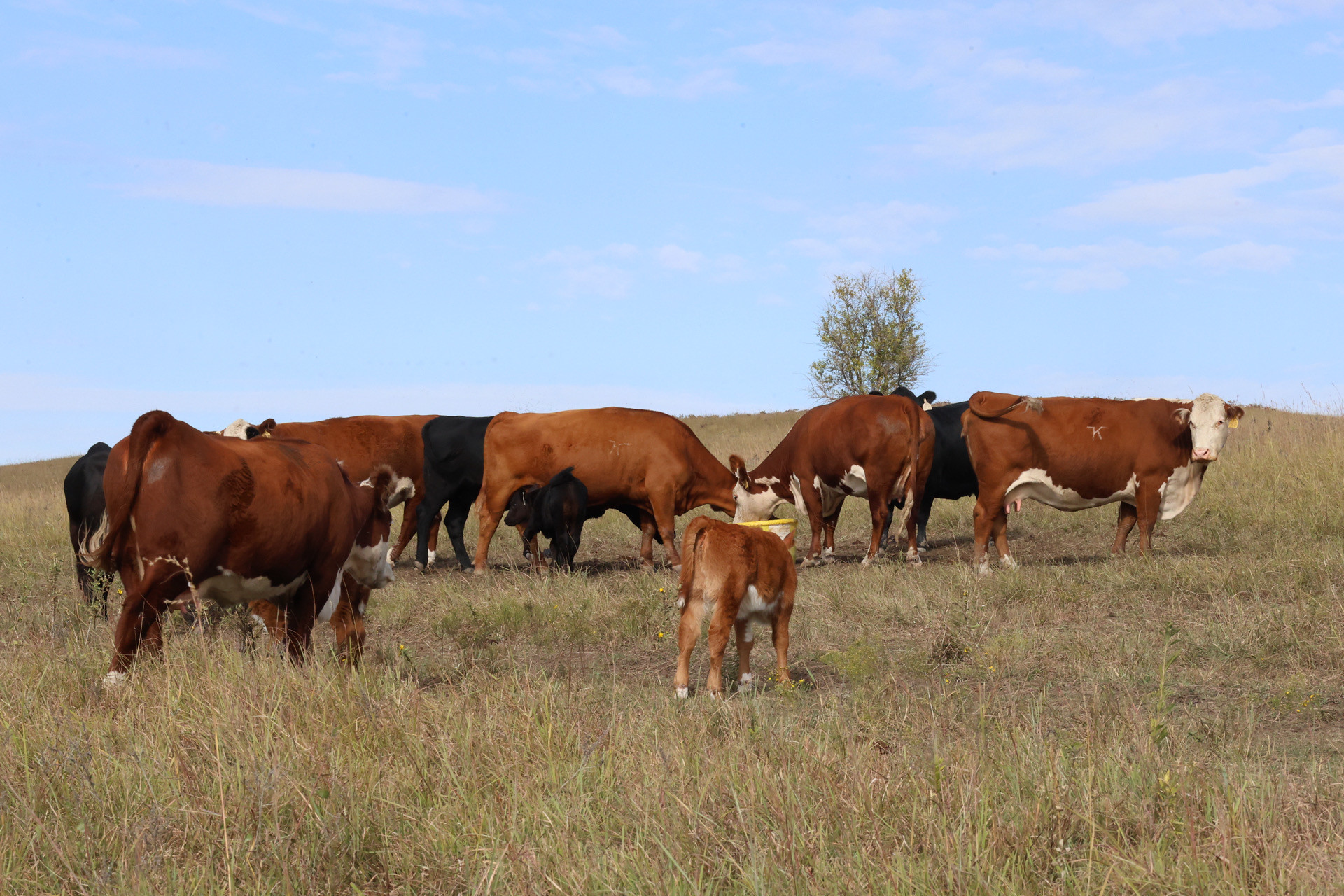 Hereford and Angus cattle owned by K-State Purebred Beef Unit. (K-State Research and Extension)
