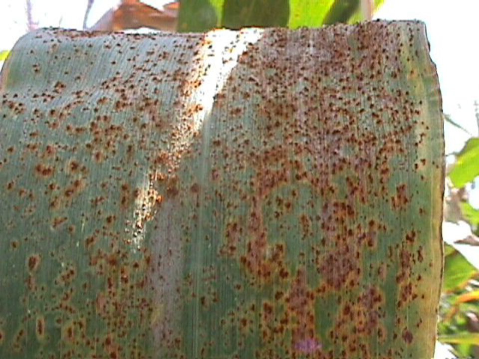 Southern rust on a corn crop (Courtesy photo.)