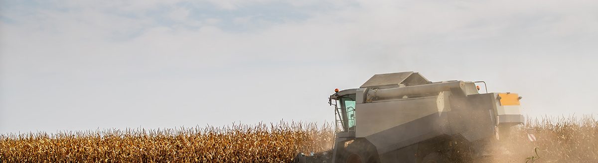 Combine harvester at work in a dry corn field. (Adobe Stock │ #1113054526 - oticki)