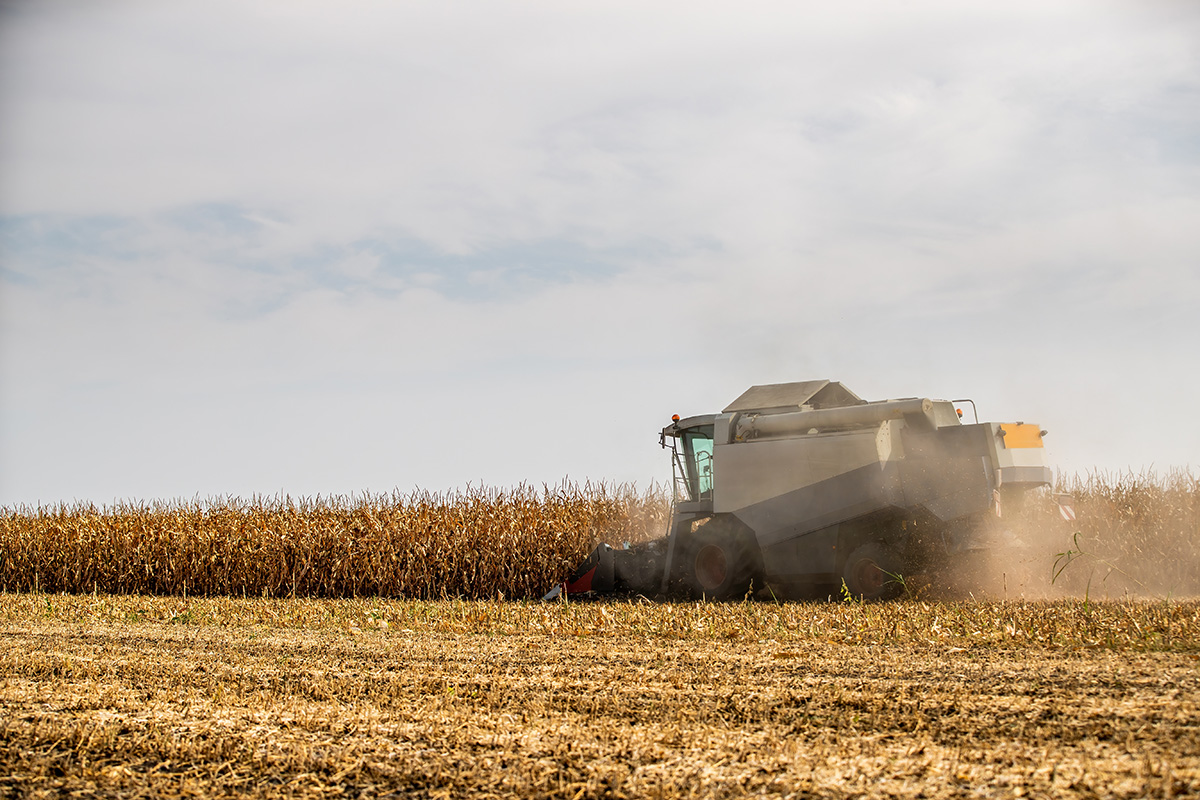 Combine harvester at work in a dry corn field. (Adobe Stock │ #1113054526 - oticki)