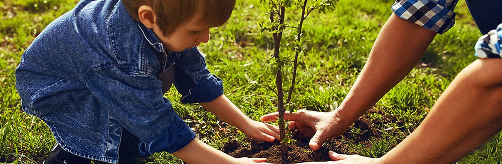 Little boy helping his father to plant the tree while working together in the garden. (Adobe Stock │ #125257215 - maxbelchenko)