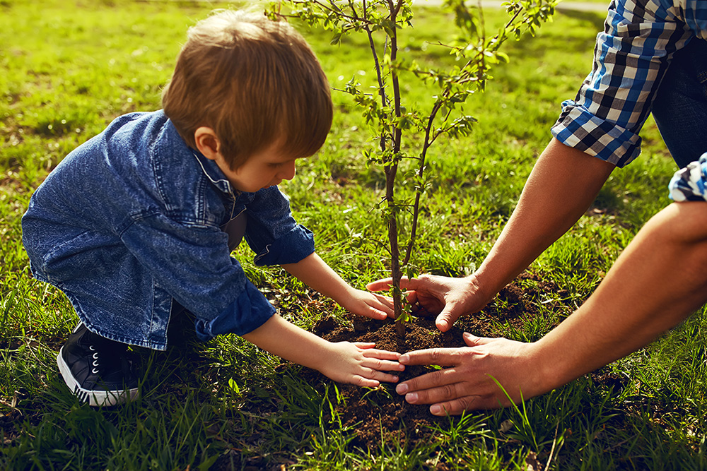 Little boy helping his father to plant the tree while working together in the garden. (Adobe Stock │ #125257215 - maxbelchenko)
