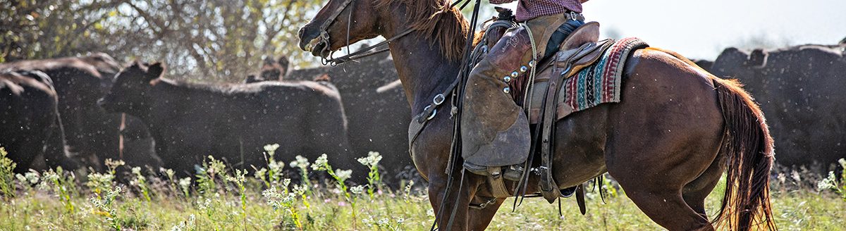Working Cowboy. (Adobe Stock │ #310079366 - Terri Cage)