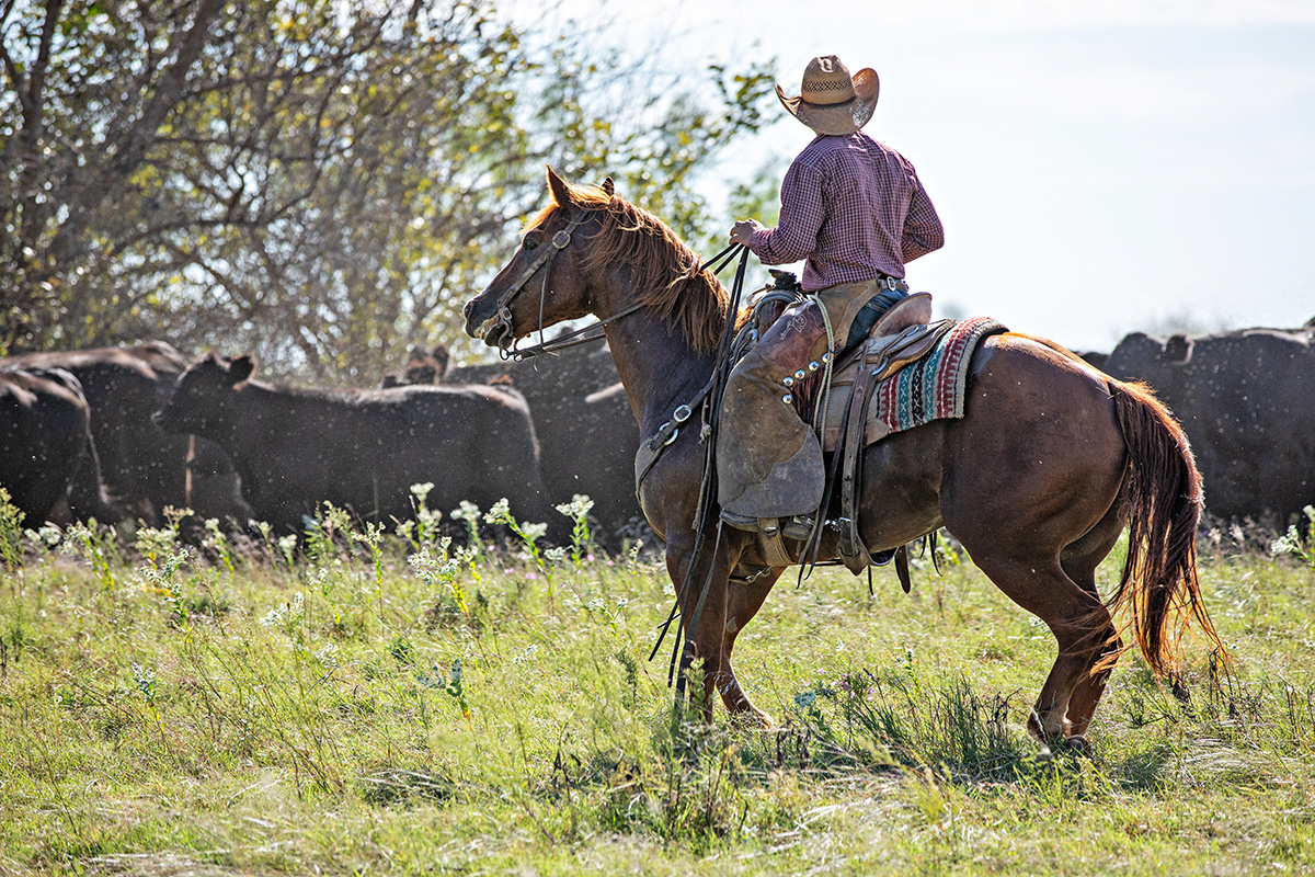 Working Cowboy. (Adobe Stock │ #310079366 - Terri Cage)