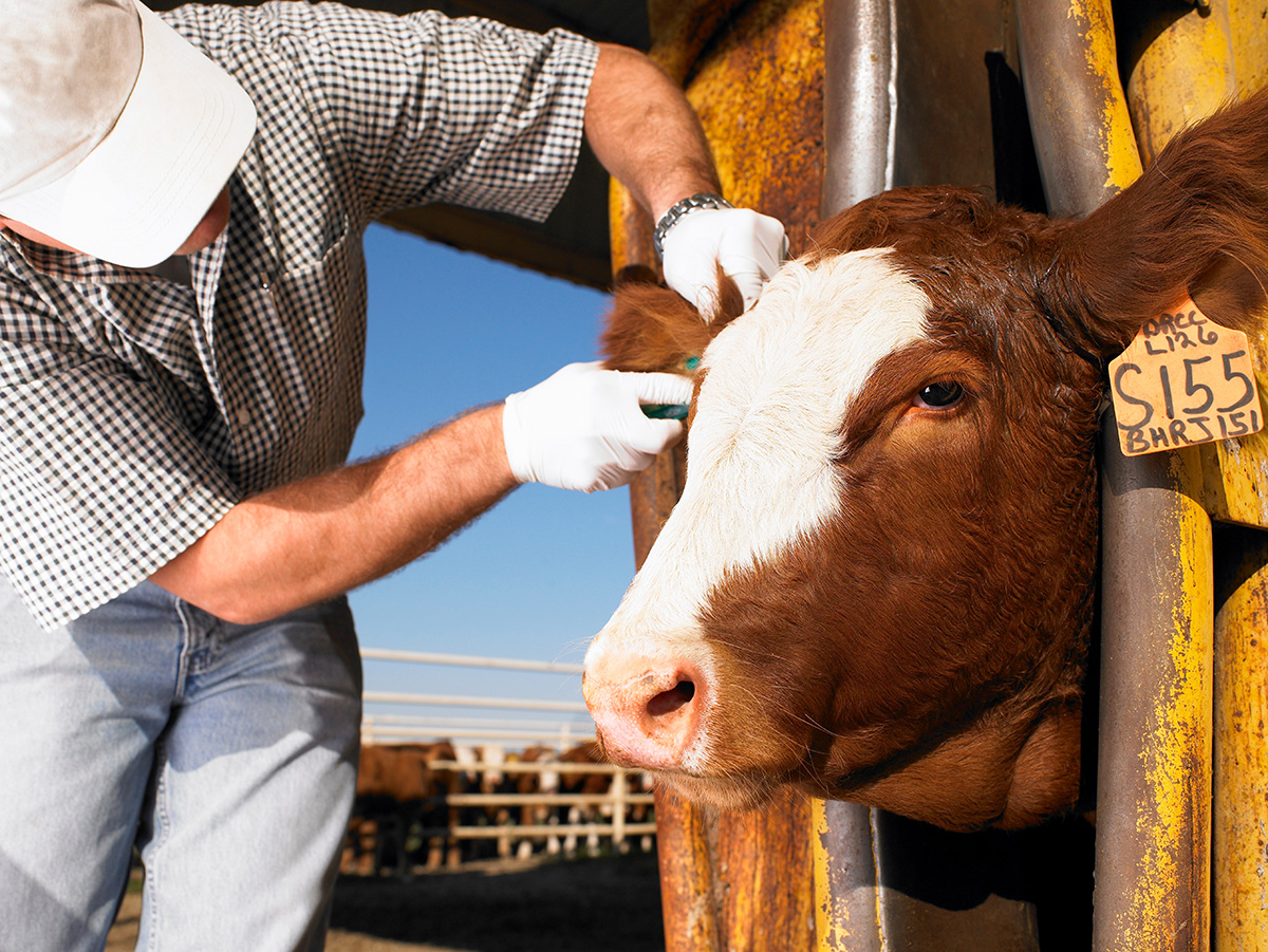 farmer with cow. (Adobe Stock │ #370700532 - Morgan)