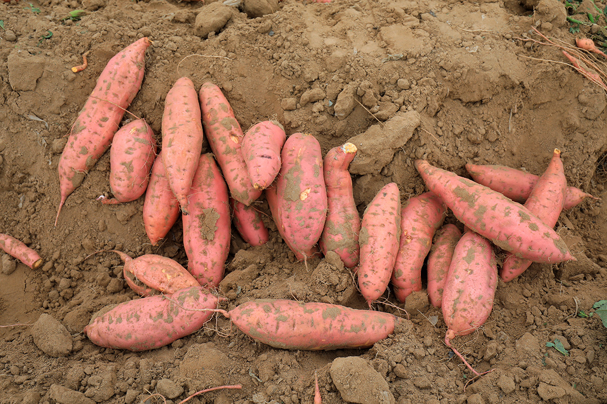 Sweet potato harvest. (Adobe Stock │ #477005217 - zhang yongxin)