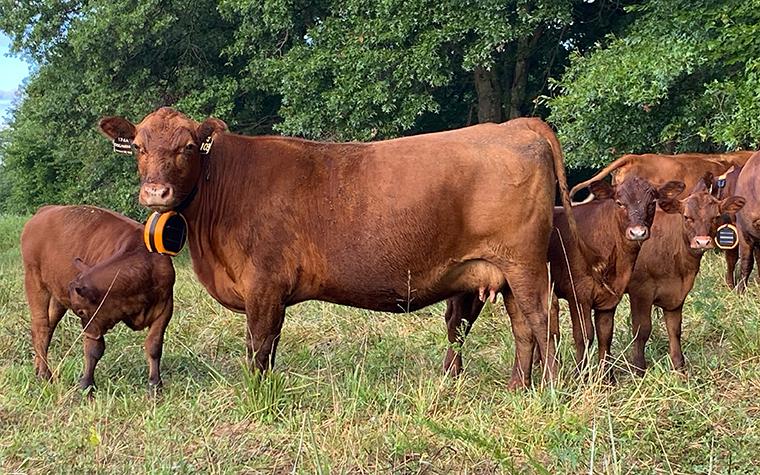 Cows with eShepherd collars. (Kaitlyn Dozler - MU Center for Regenerative Agriculture)