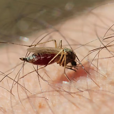 Figure 1. Female mosquito feeding. (Credit: Adam Varenhorst, SDSU Extension)