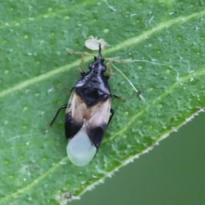 Figure 2. Minute pirate bug. (Credit: Adam Varenhorst, SDSU Extension)