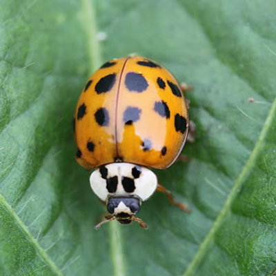 Figure 3. Multicolored Asian lady beetle. (Credit: Adam Varenhorst, SDSU Extension)