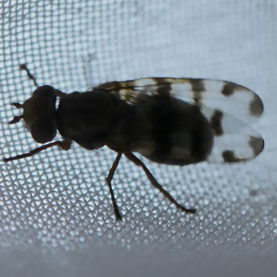 Figure 4. Picture winged fly. (Credit: Amanda Bachmann, SDSU Extension)