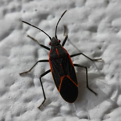 Figure 5. Boxelder bug. (Credit: Amanda Bachmann, SDSU Extension)