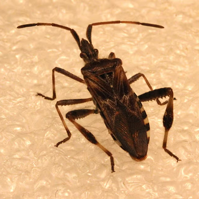 Figure 6. Western conifer seed bug. (Credit: Patrick Wagner, SDSU Extension)
