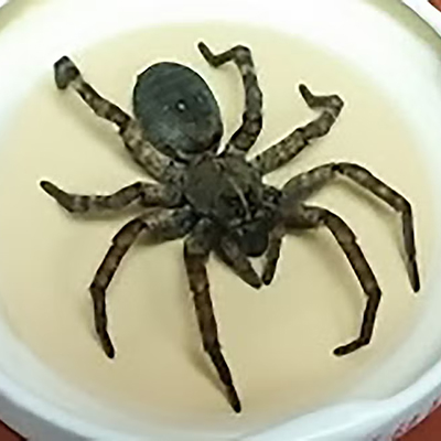 Figure 7. Wolf spider. (Credit: Amanda Bachmann, SDSU Extension)