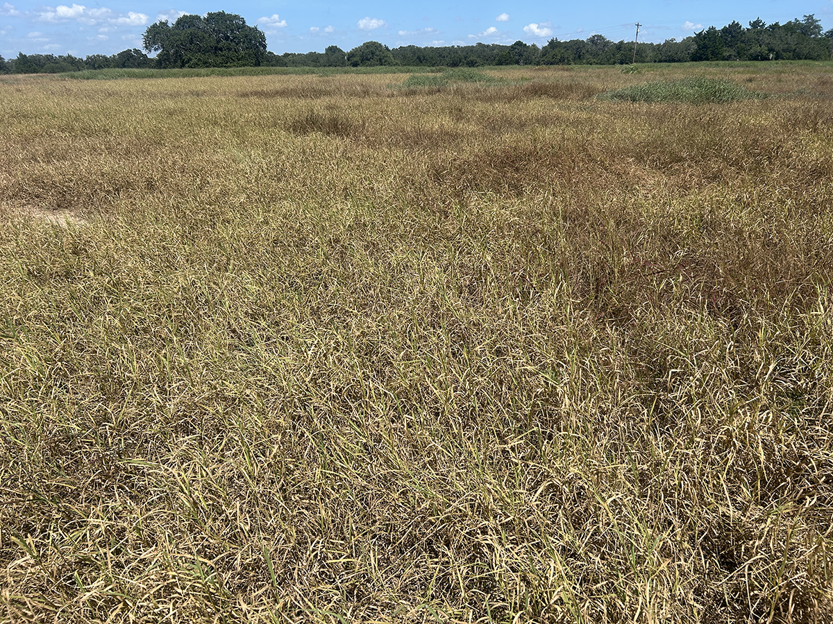 Damage from pasture mealybug can be identified by reddening or yellowing leaves, stunted growth and root reduction, which are signs of pasture dieback. (Stephen Biles/Texas A&M AgriLife)