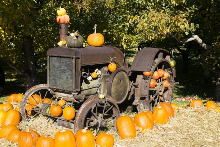 Old antique tractor and farm equipment in an organic farm apple orchard with an arrangement of winter squash and pumpkins. (iStock │ #903081770 - laughingmango)