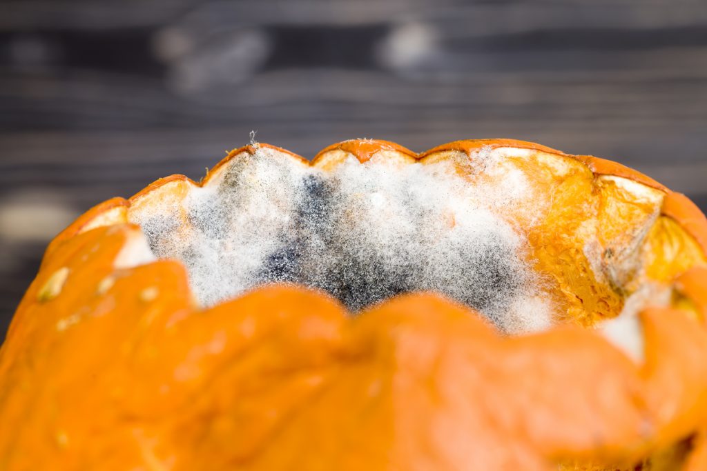 Halloween Jack-O-Lantern covered in mold. (iStock │ #1287171417 - ligora)