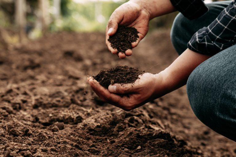 Hand of farmer inspecting soil health before planting. (iStock │ #1428271673 - Thx4Stock)