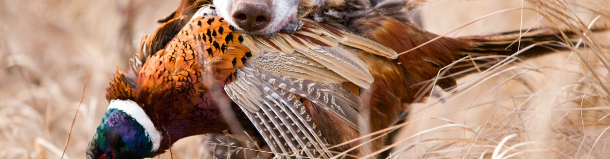 German short hair bird dog with pheasant. (iStock │ #157564554 - jimkruger)