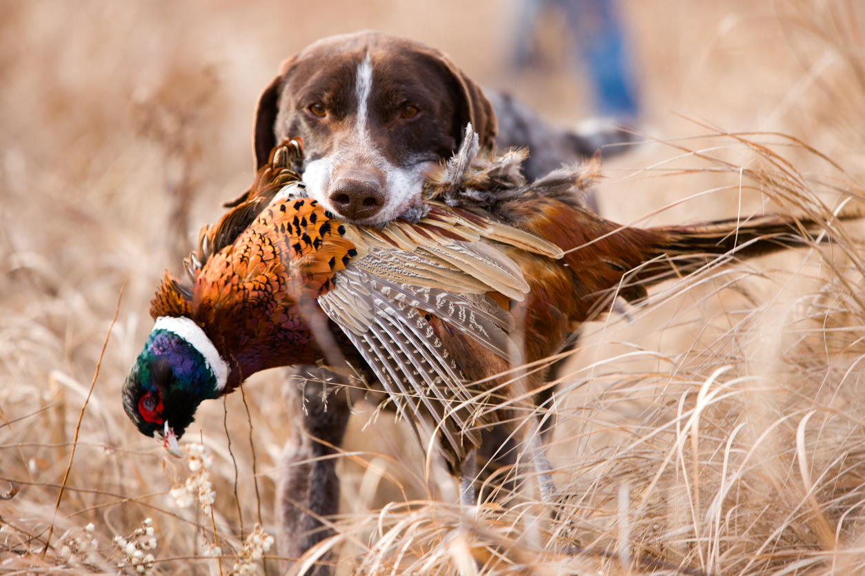 German short hair bird dog with pheasant. (iStock │ #157564554 - jimkruger)
