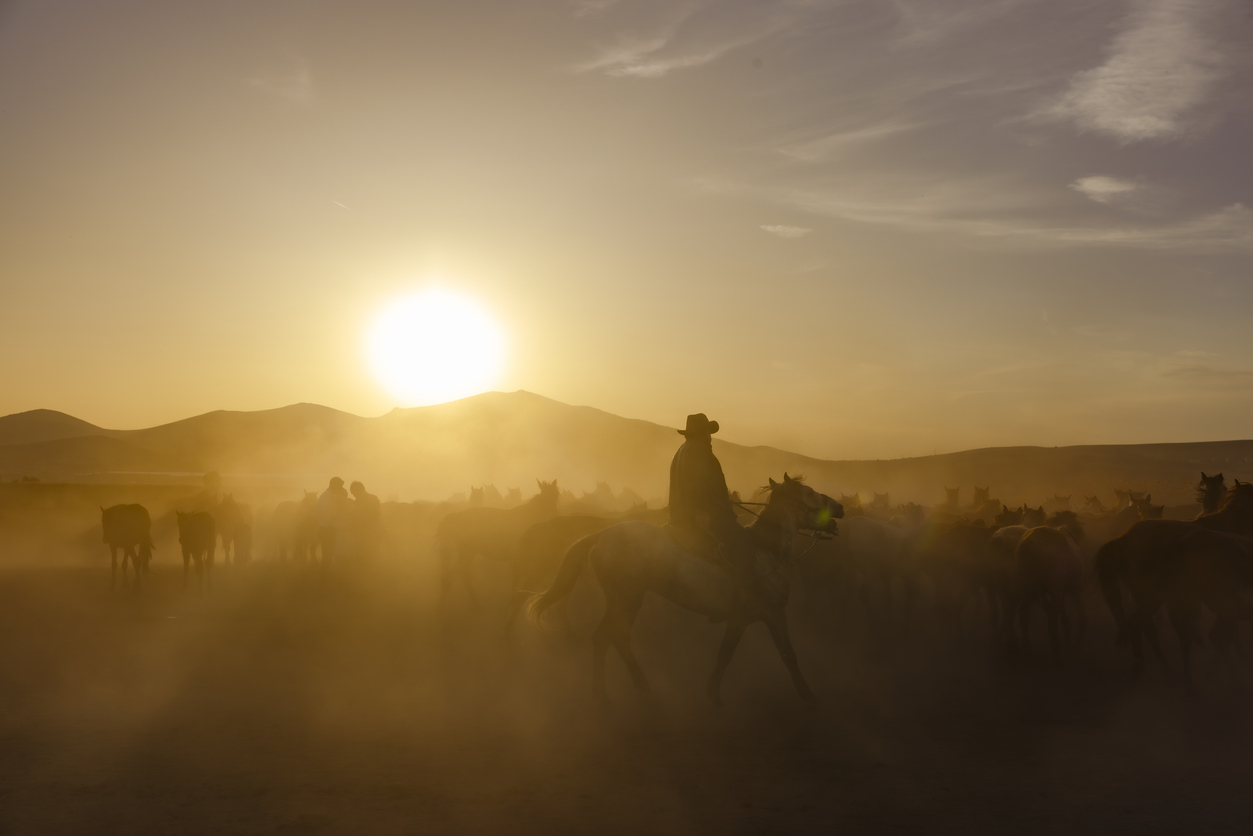 Horseman galloping with wild horses. (iStock │ #2217704569 - Tamer ALKIS)