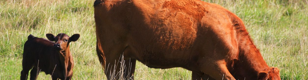 This inquisitive calf is paying close attention to the world around it while mama is enjoying a morning of grazing in this pasture in Union County, Iowa. (Adobe Stock │ #485474554 - DarcyMaulsby)