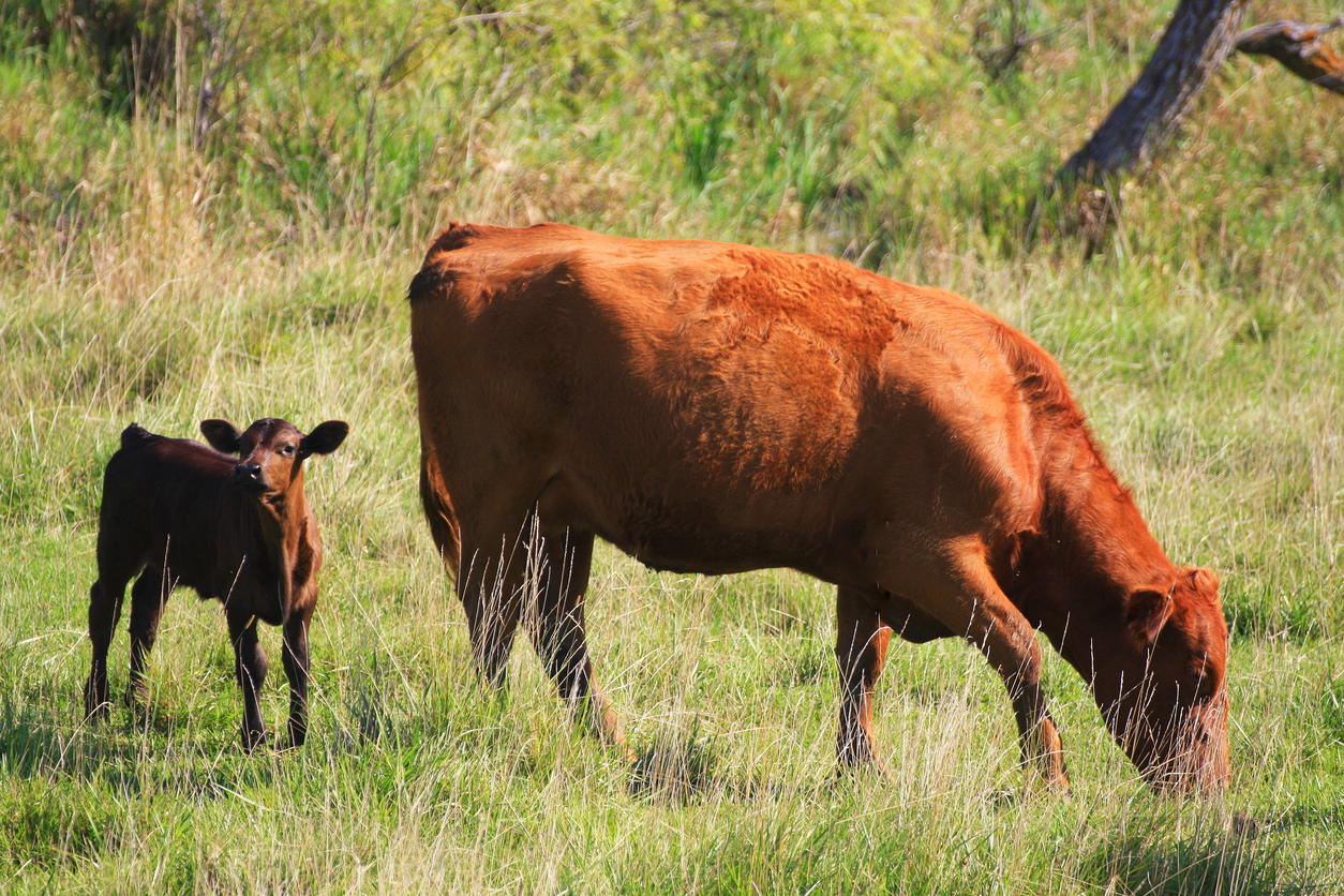 This inquisitive calf is paying close attention to the world around it while mama is enjoying a morning of grazing in this pasture in Union County, Iowa. (Adobe Stock │ #485474554 - DarcyMaulsby)