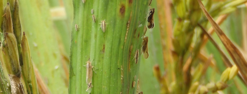 HARD TO MISS -- Rice delphacid nymphs are "pretty unique," oval shaped, tan-colored and have racing stripes down their sides. (Arkansas Division of Agriculture photo.)
