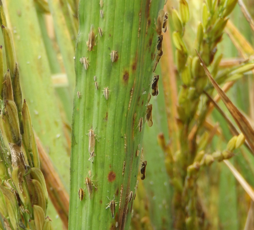 HARD TO MISS -- Rice delphacid nymphs are "pretty unique," oval shaped, tan-colored and have racing stripes down their sides. (Arkansas Division of Agriculture photo.)