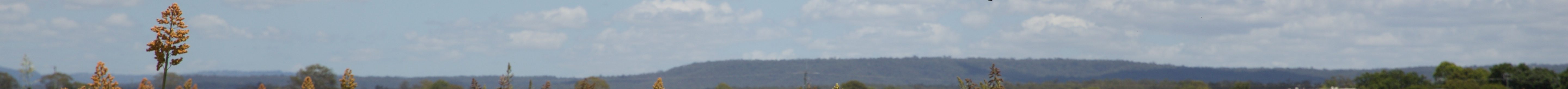 Sorghum and drone — credit Sarah Clarry. (Photo by Pixabay.)