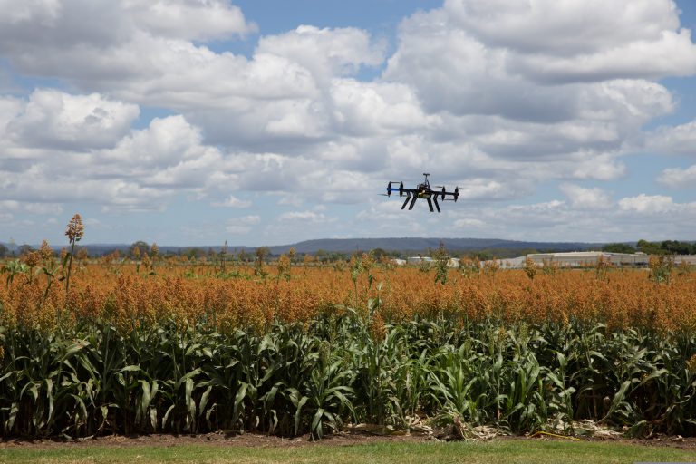 Sorghum and drone — credit Sarah Clarry. (Photo by Pixabay.)