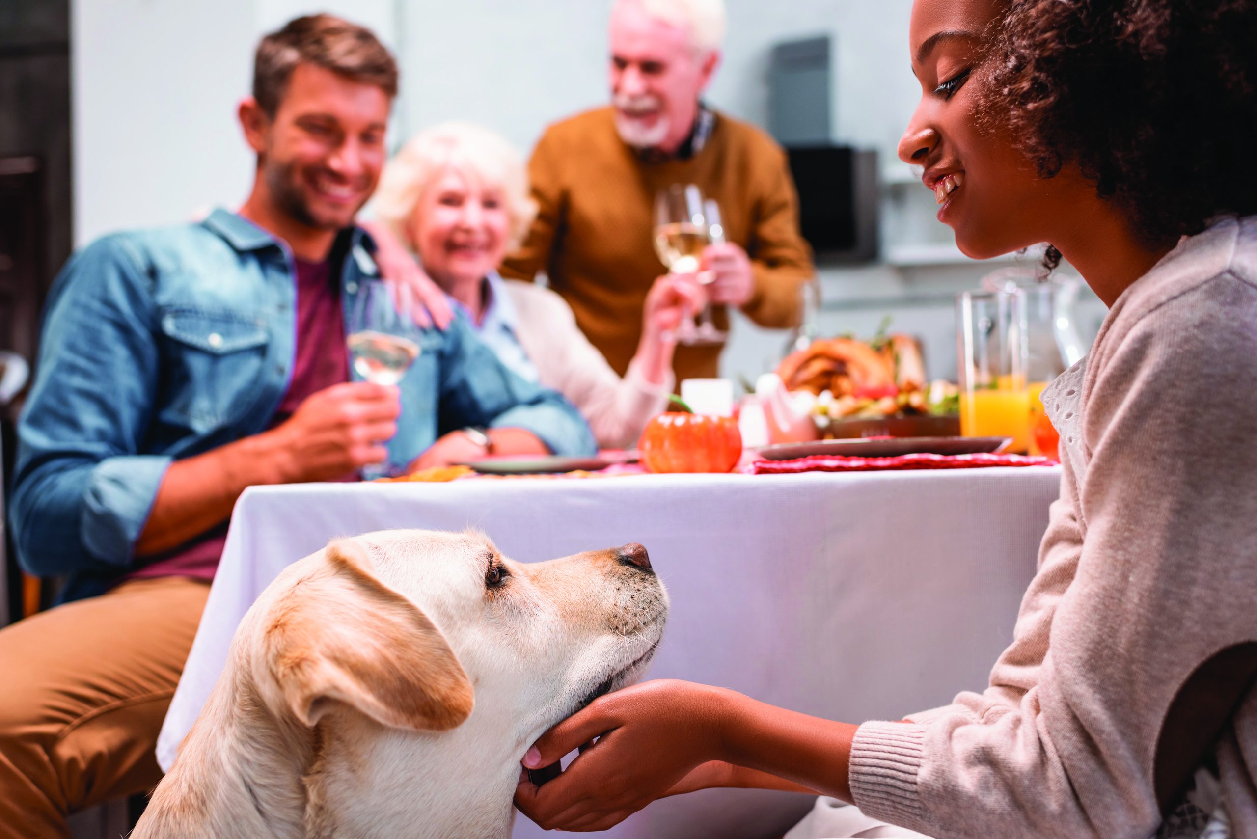 Cozy up to peace of mind: 4 tips to avoid common pet hazards this Thanksgiving