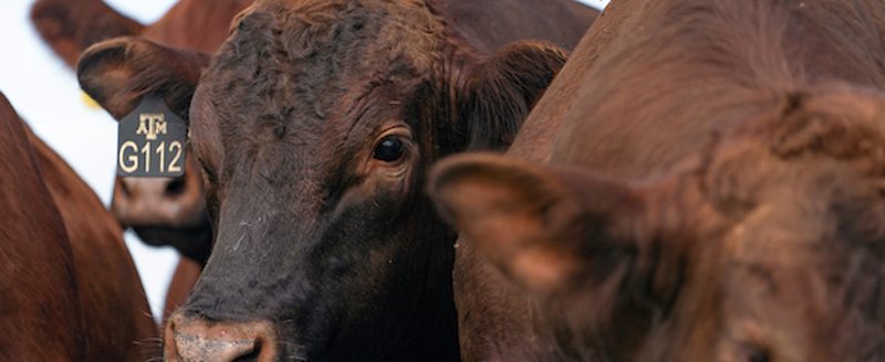 Leaders of many segments of the beef supply chain are expected to gather at the second annual Texas A&M Beef Sustainability Summit, set for Dec. 8-9 in Dallas. (Laura McKenzie/Texas A&M AgriLife)