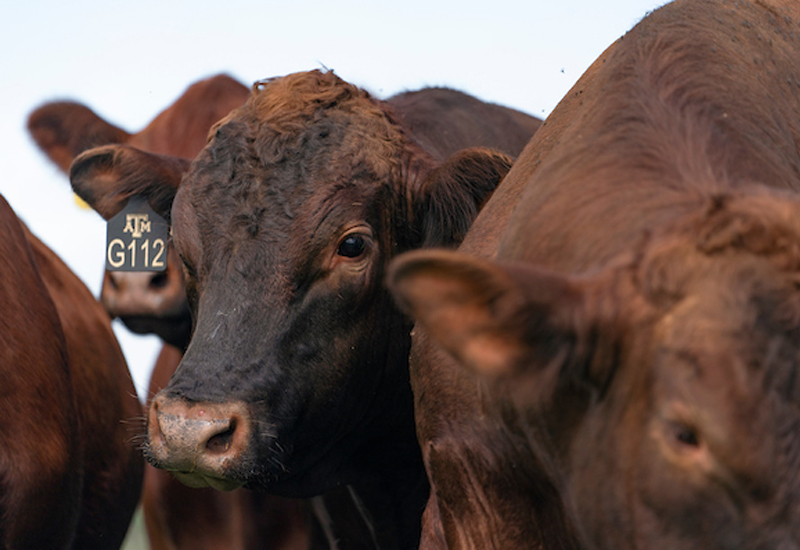 Leaders of many segments of the beef supply chain are expected to gather at the second annual Texas A&M Beef Sustainability Summit, set for Dec. 8-9 in Dallas. (Laura McKenzie/Texas A&M AgriLife)