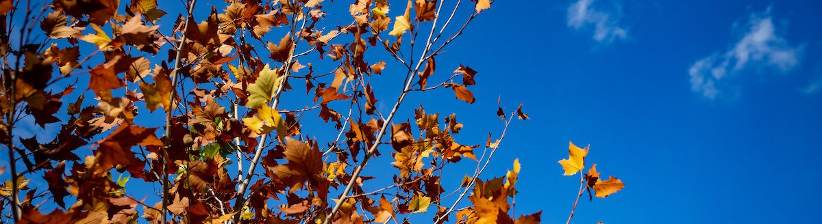 Trees showing fall colors alongside the Llano River in Llano, Texas on Monday, Dec 05, 2022. (Sam Craft/Texas A&M AgriLife Marketing and Communications)