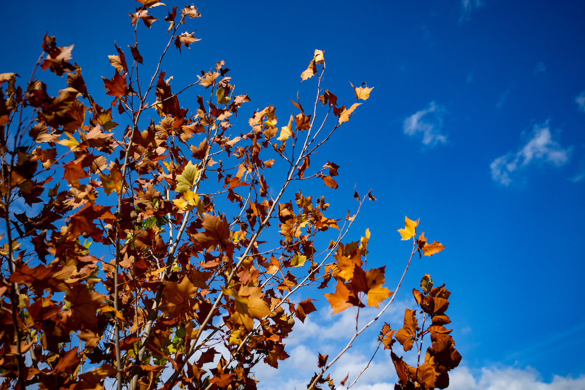 Trees showing fall colors alongside the Llano River in Llano, Texas on Monday, Dec 05, 2022. (Sam Craft/Texas A&M AgriLife Marketing and Communications)