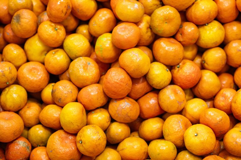 Oranges are processed after being harvested at US Citrus on Wednesday, Jan 17, 2024, in Hargill, Texas. (Sam Craft/Texas A&M AgriLife Marketing and Communications)