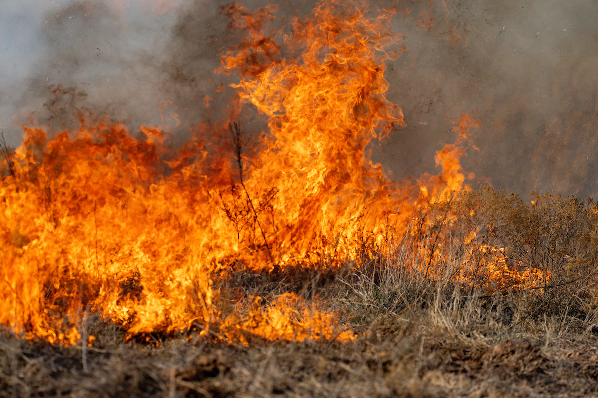 Cured grasses act as fire fuel due to their low moisture content. (Sam Craft/Texas A&M AgriLife)