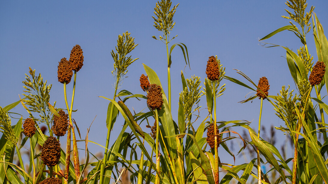 Sorghum plants in the sorghum test plots at 84th and Havelock. September 21, 2020. (Photo by Craig Chandler / University of Nebraska–Lincoln Communication.)