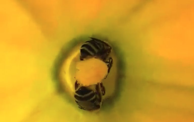 Squash bees pollinating. (Photo courtesy of Tamra Reall.)