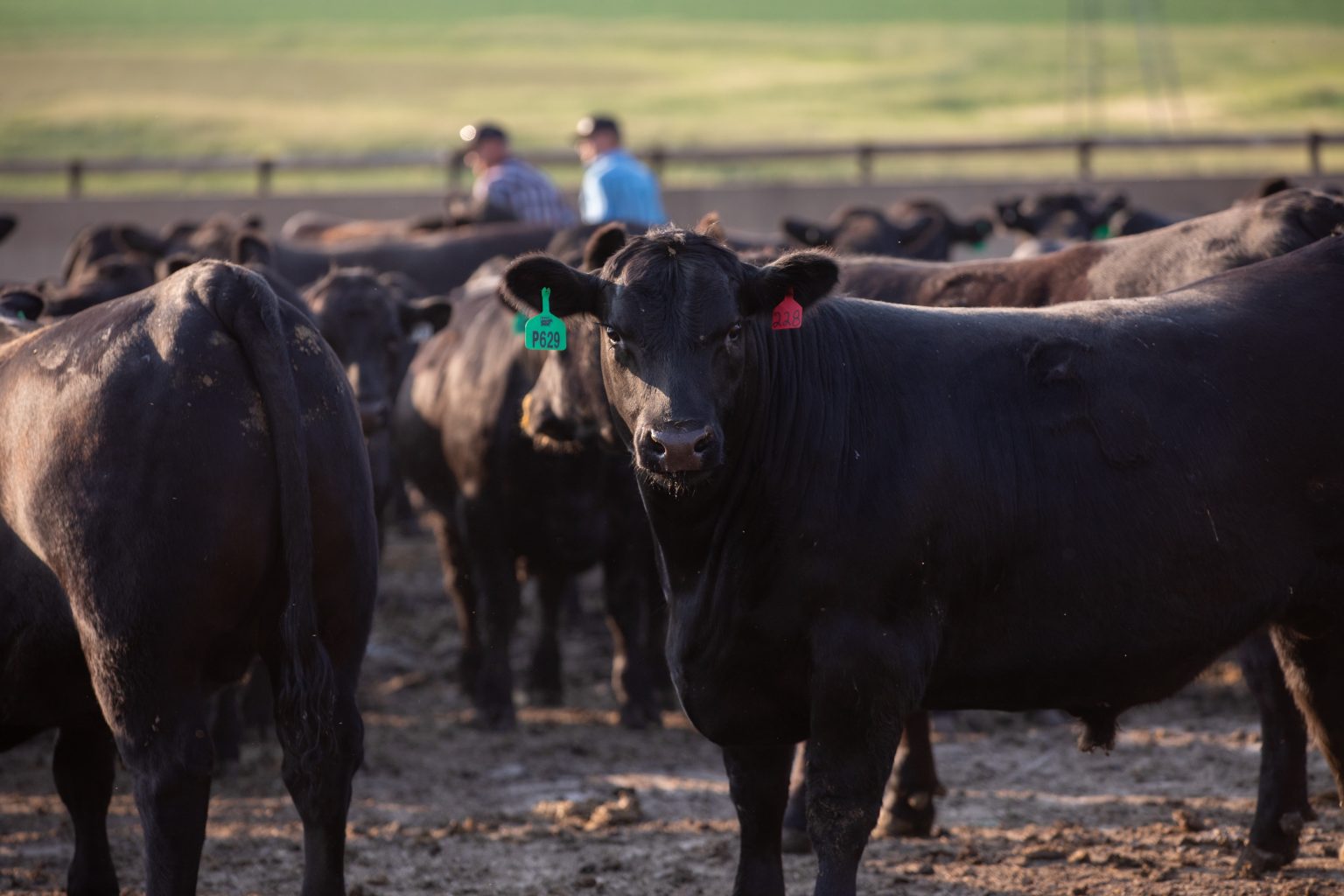 Santa Rosa Feedyard 4K Cattle receives Feedyard Commitment to Excellence Award - High ...