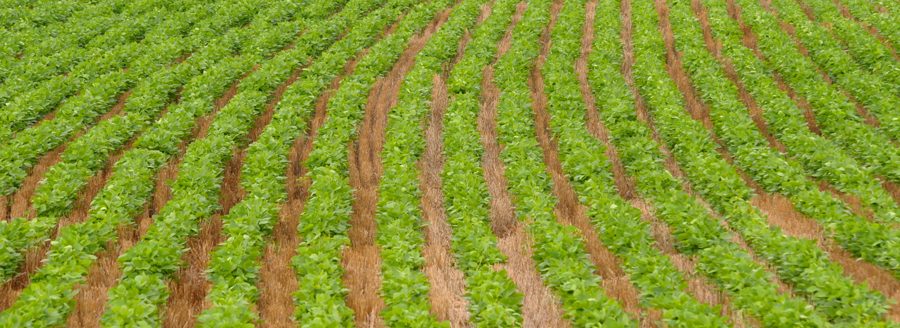 No-till soybeans (K-State Research and Extension)