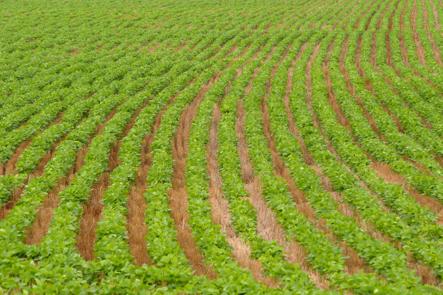 No-till soybeans (K-State Research and Extension)