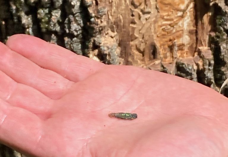 One dead emerald ash borer adult was found in Bourbon County on July 28. Officials say at least one adult must be found to confirm detection of emerald ash borer. (K-State Research and Extension)