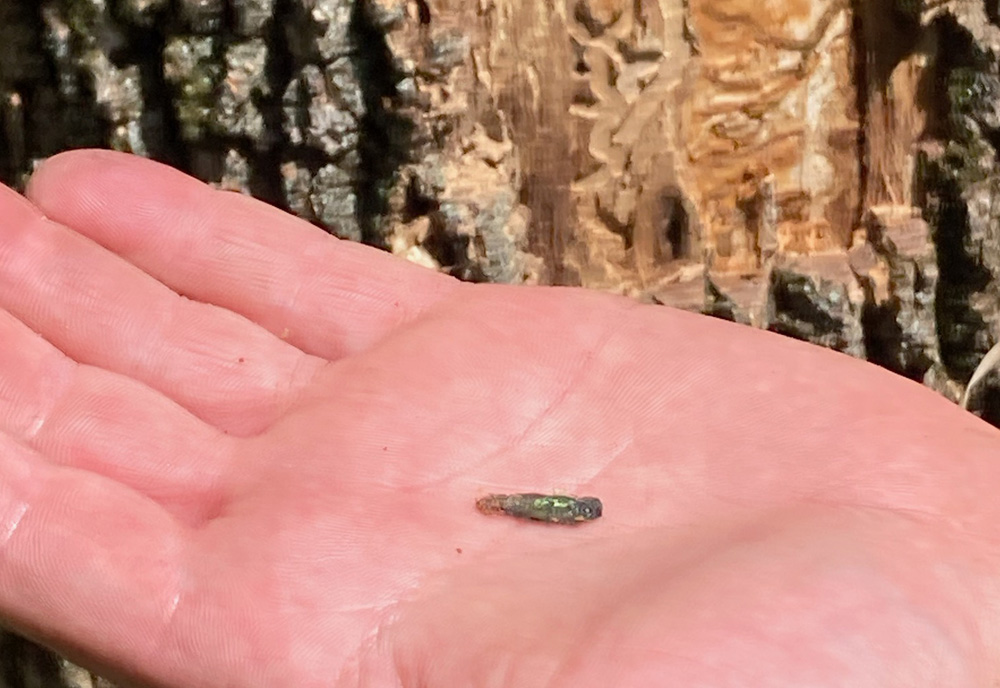 Kansas officials confirm emerald ash borer