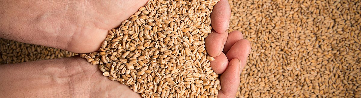 Wheat grains in hands. (Adobe Stock │ #174175386 - Vera Kuttelvaserova)