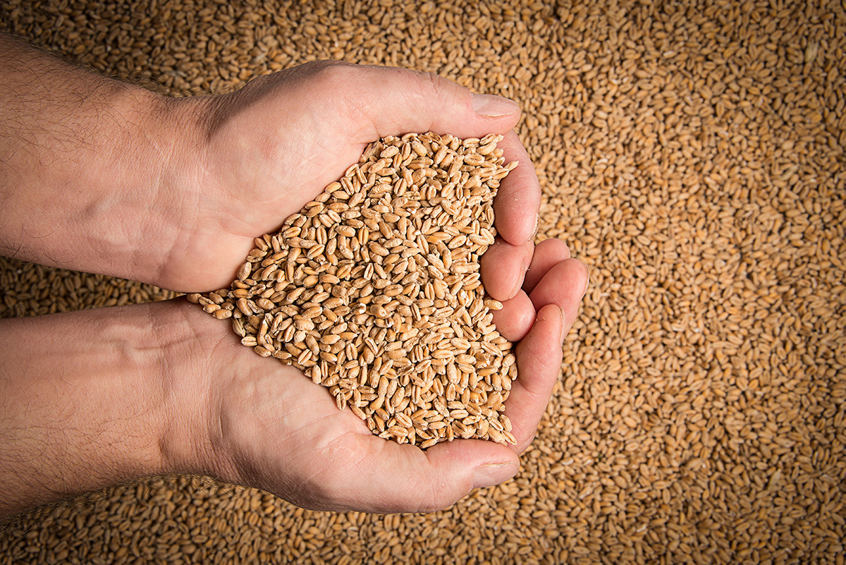 Wheat grains in hands. (Adobe Stock │ #174175386 - Vera Kuttelvaserova)