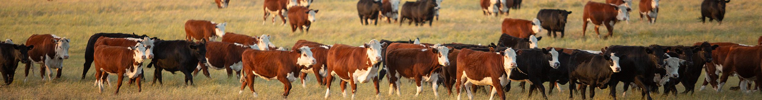 Beef cattle in pasture at sunset. (iStock │ #207406680 - Steve Lovegrove)